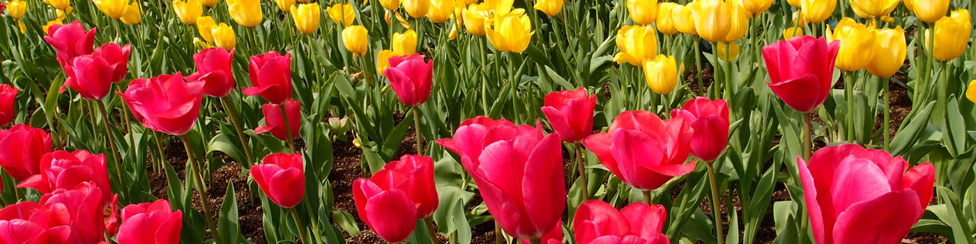 Tulip Growing With Winkfield Organic Compost